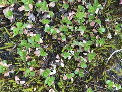 Harrimanella hypnoides