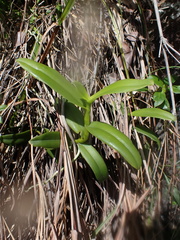 Thrixspermum centipeda