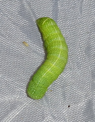 Orthosia cerasi