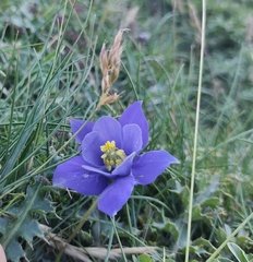 Aquilegia pyrenaica