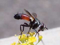 Cylindromyia brassicaria
