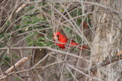 Cardinalis cardinalis mariae