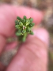 Platanthera michaelii