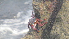 Grapsus grapsus