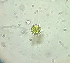 Golenkinia