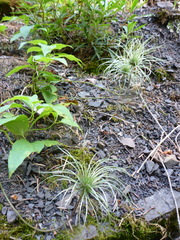 Clematis occidentalis grosseserrata