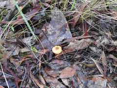 Cortinarius sinapicolor