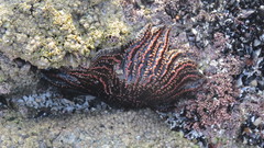 Heliaster helianthus