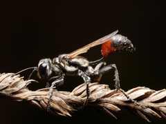 Prionyx lividocinctus