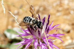 Megachile albisecta