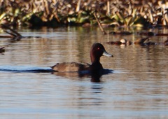 Netta erythrophthalma