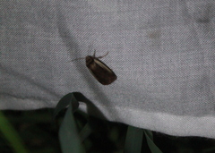 Ochropleura implecta