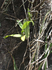 Thrixspermum centipeda