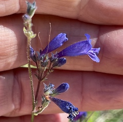 Penstemon gracilentus