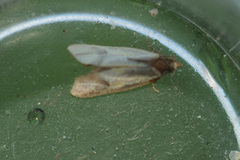 Agapeta