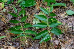 Fraxinus quadrangulata
