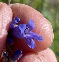 Penstemon gracilentus