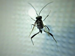 Evania appendigaster