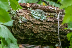 Fraxinus quadrangulata