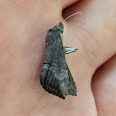 Hypena scabra