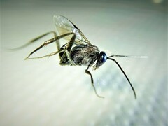 Evania appendigaster