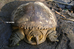 Southeast Asian Softshell Turtle photo 2