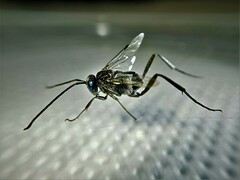 Evania appendigaster