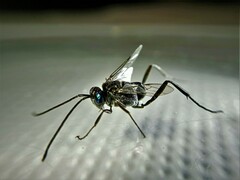 Evania appendigaster