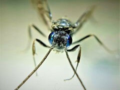 Evania appendigaster