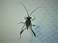 Evania appendigaster