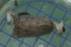 Hoplodrina blanda