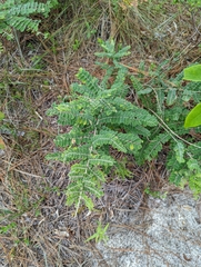 Amorpha herbacea