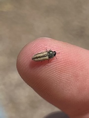 Acmaeodera quadrivittatoides