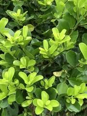 Ilex maximowicziana