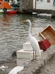 Ardea alba