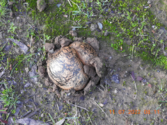 Pisolithus marmoratus