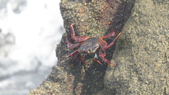 Grapsus grapsus