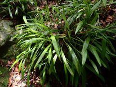 Liparis viridiflora