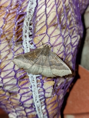 Arytrura musculus