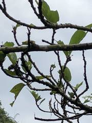 Ficus erecta beecheyana