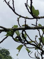 Ficus erecta beecheyana