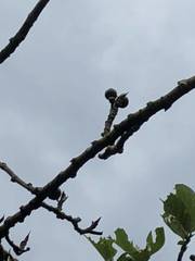 Ficus erecta beecheyana
