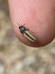 Acmaeoderini