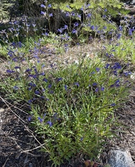 Penstemon gracilentus
