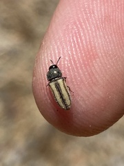 Acmaeoderini