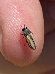 Acmaeoderini