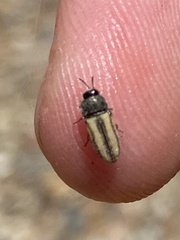Acmaeoderini
