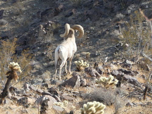 iNaturalist observation photo of Desert Bighorn Sheep