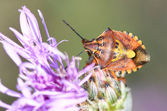 Carpocoris purpureipennis