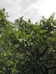 Ficus erecta beecheyana